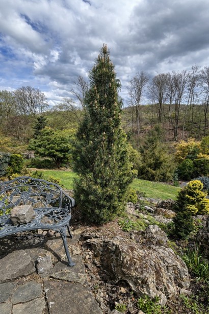 Pinus nigra Комет фото